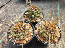 Thelocactus rinconensis PP1392