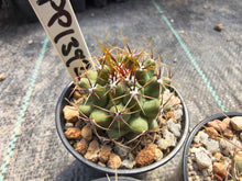 Thelocactus rinconensis PP1392