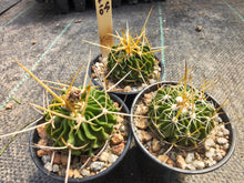 Stenocactus sp. CH 410