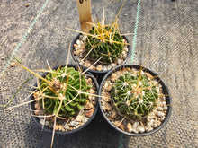 Stenocactus sp. CH 410