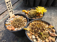 Sulcorebutia candiae VS 628