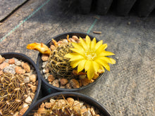 Sulcorebutia candiae VS 628