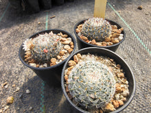 Mammillaria chionocephala RS 362