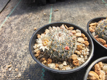 Mammillaria chionocephala RS 362