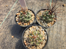 Thelocactus rinconensis PP1383