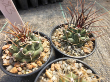 Thelocactus rinconensis PP1383