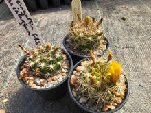 Weingartia neocumingii buiningiana FR816