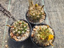 Weingartia neocumingii buiningiana FR816