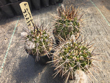 Lobivia aurea subsp. fallax JS 238
