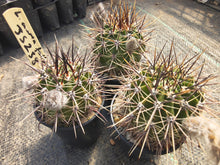 Lobivia aurea subsp. fallax JS 238