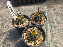 Lobivia ferox v. ducis-pauli