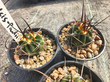 Lobivia ferox v. ducis-pauli
