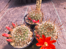 Aylostera pilosa KK858