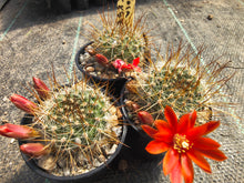 Aylostera pilosa KK858
