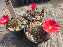 Mediolobivia zecheri R650