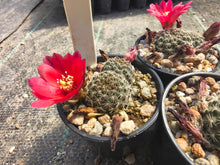 Mediolobivia zecheri R650