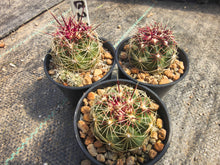 Thelocactus bicolor SB287