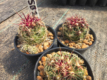 Thelocactus bicolor SB287
