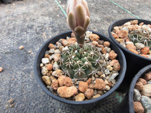 Gymnocalycium quehlianum VoS681