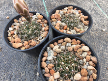 Gymnocalycium quehlianum VoS681