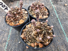 Gymnocalycium mihanovichii VoS007