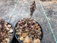 Gymnocalycium mihanovichii VoS007