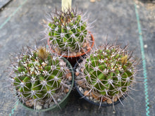 Acanthocalycium sp. LB364