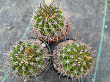 Acanthocalycium sp. LB364