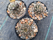 Gymnocalycium reductum JPR17/45