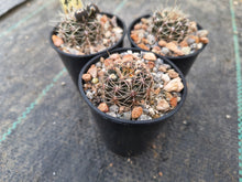 Gymnocalycium reductum JPR17/45