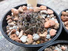 Gymnocalycium occultum P131a