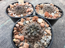 Gymnocalycium occultum P131a