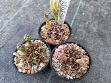 Gymnocalycium marekiorum subsp. sanjoseanum VoS 040