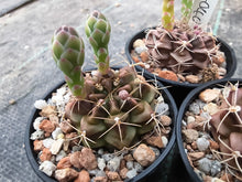 Gymnocalycium marekiorum subsp. sanjoseanum VoS 040