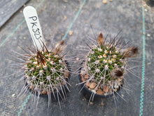Acanthocalycium spiniflorum v. klimpelianum PK323