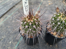 Acanthocalycium spiniflorum v. klimpelianum PK323