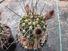 Acanthocalycium spiniflorum v. klimpelianum PK323