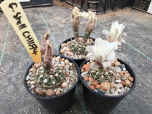 Gymnocalycium stellatum CH1074