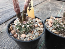 Gymnocalycium stellatum CH1074