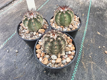Echinocereus schwarzii MZ790