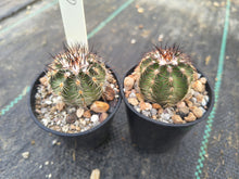 Echinocereus schwarzii MZ790