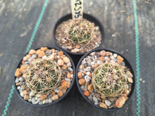 Coryphantha sp. MZ585