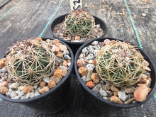 Coryphantha sp. MZ585