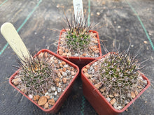 Lobivia aurea v. lariojensis P403