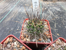 Lobivia aurea v. lariojensis P403