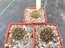 Sulcorebutia purpurea HS118