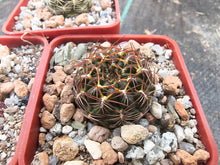 Sulcorebutia purpurea HS118