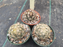 Coryphantha radians