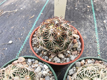 Coryphantha radians