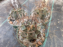 Astrophytum capricorne minor PP473